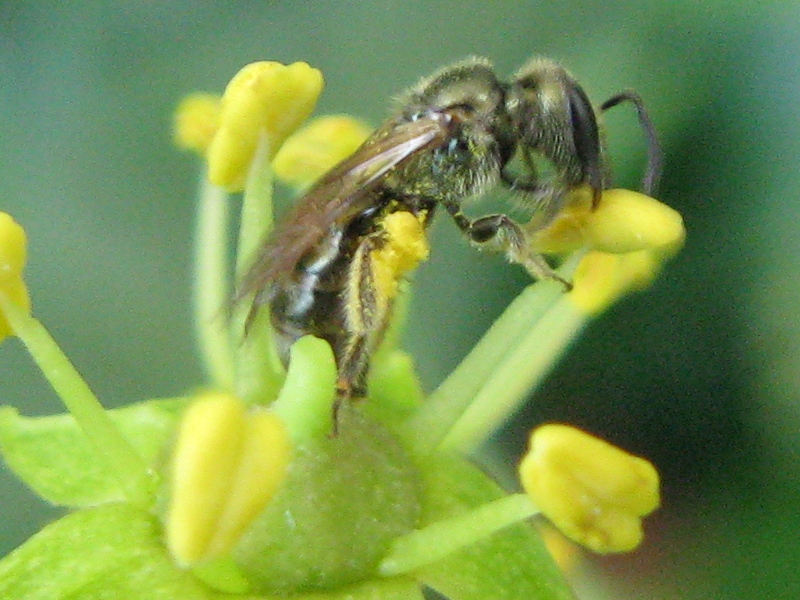 femmina di Halictus, sub genere Seladonia